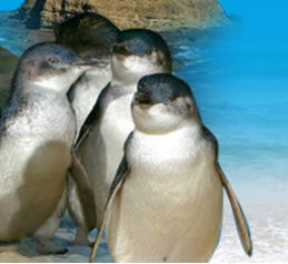 Phillip Island Penguin Parade - South Australia Travel 0