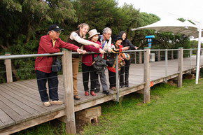 Phillip Island Penguin Parade - South Australia Travel 1
