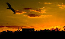 Werribee Open Range Zoo - South Australia Travel 1