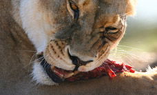 Werribee Open Range Zoo - South Australia Travel 2