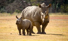 Werribee Open Range Zoo - South Australia Travel 3