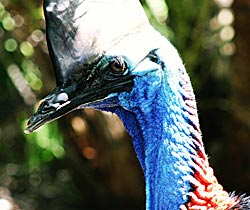 Alma Park Zoo - South Australia Travel 0