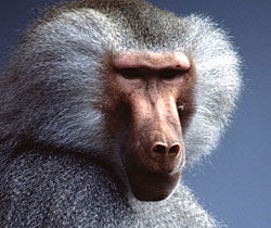 Alma Park Zoo - South Australia Travel 1