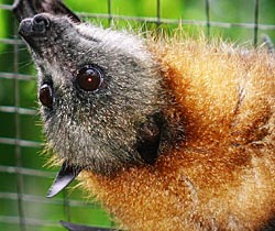 Alma Park Zoo - South Australia Travel 2