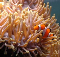 Reef HQ Great Barrier Reef Aquarium - South Australia Travel