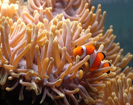 Reef HQ Great Barrier Reef Aquarium - South Australia Travel 0