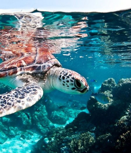 Reef HQ Great Barrier Reef Aquarium - South Australia Travel 1