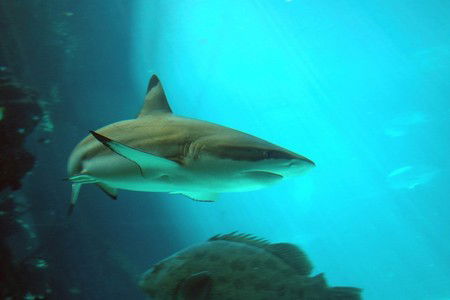 Reef HQ Great Barrier Reef Aquarium - South Australia Travel 2