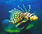 Underwater World - South Australia Travel 0