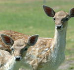 Marapana Wildlife Park - South Australia Travel
