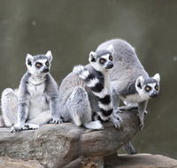 Adelaide Zoo - South Australia Travel