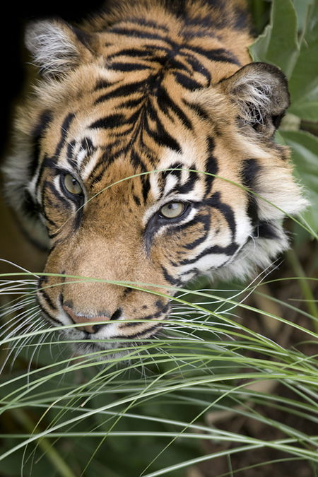 Adelaide Zoo - South Australia Travel 1