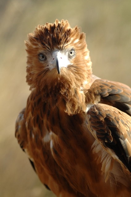 Alice Springs Desert Park - South Australia Travel 0