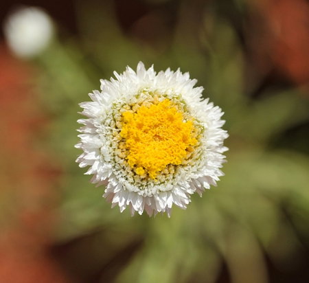 Alice Springs Desert Park - South Australia Travel 1