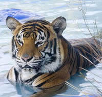 Zoo Doo Wildlife Park - South Australia Travel