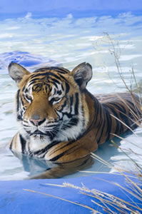 Zoo Doo Wildlife Park - South Australia Travel 0