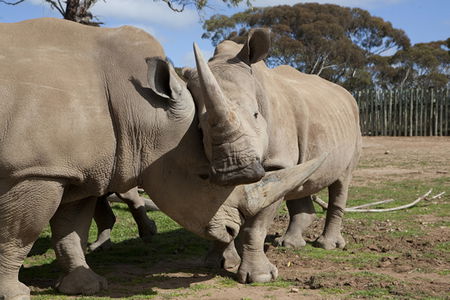Monarto Zoo - South Australia Travel 0