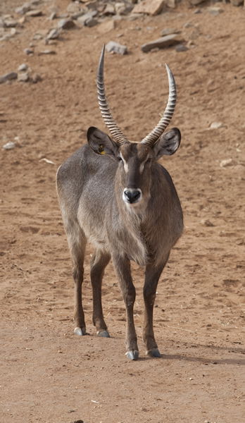 Monarto Zoo - South Australia Travel 1