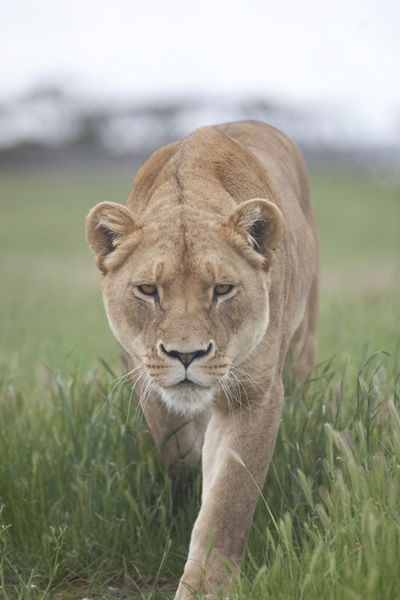 Monarto Zoo - South Australia Travel 2