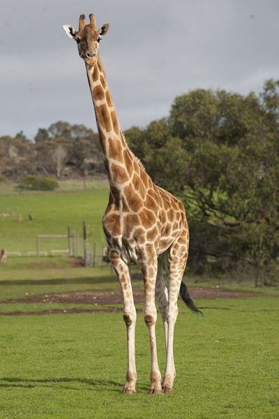 Monarto Zoo - South Australia Travel 3