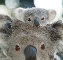 Billabong Koala and Wildlife Park - South Australia Travel