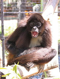 Billabong Koala And Wildlife Park - South Australia Travel 1