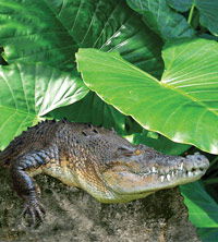 Billabong Koala And Wildlife Park - South Australia Travel 2