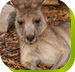 Calmsley Hill City Farm - South Australia Travel