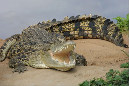 Dundee's Wildlife Park - South Australia Travel 0