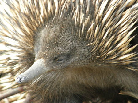 Dundee's Wildlife Park - South Australia Travel 3