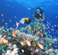 Drop Zone Dive Site - South Australia Travel