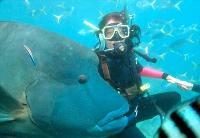 Maxi Ragamuffin - South Australia Travel 1