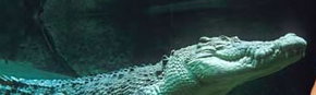 Territory Wildlife Park - South Australia Travel 3