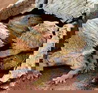 Alice Springs Reptile Centre - South Australia Travel