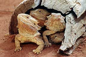 Alice Springs Reptile Centre - South Australia Travel 0