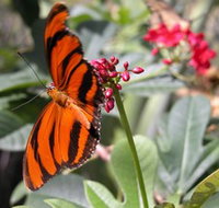 Butterfly Farm - South Australia Travel