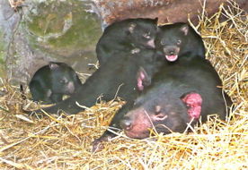 Book Bicheno TAS Attractions South Australia Travel South Australia Travel