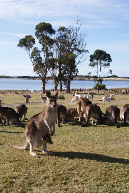 East Coast Natureworld - South Australia Travel 1