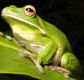 The Rainforest Habitat - South Australia Travel
