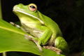 The Rainforest Habitat - South Australia Travel 0