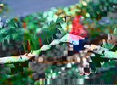The Rainforest Habitat - South Australia Travel 1