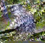Koala Conservation Centre - South Australia Travel