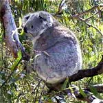 Koala Conservation Centre - South Australia Travel 0