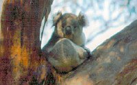 Koala Conservation Centre - South Australia Travel 2