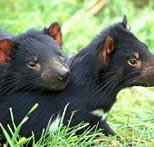 Great Oak Holdings Pty Ltd - South Australia Travel