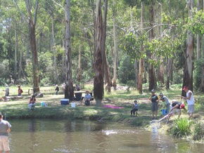 Buxton Trout And Salmon Farm - South Australia Travel 3