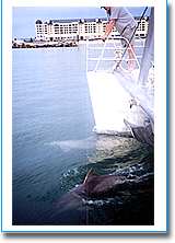 Temptation Sailing - South Australia Travel 1