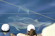 Temptation Sailing - South Australia Travel 2