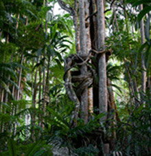 Rainforest Skywalk - South Australia Travel 3