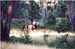 High Country Horses - South Australia Travel 1